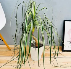 現品　トックリラン　ノリナ　斑入り　26番　トックリラン斑入り　観葉植物 2025年最新】ノリナ 斑入りの人気アイテム - メルカリ