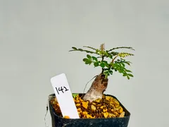 2025年最新】パキプス パワータンクの人気アイテム - メルカリ