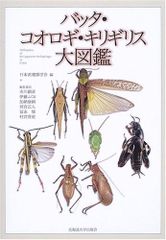 昆虫標本 西オーストラリア ゾウムシ Gagatophorus draco 雄 - メルカリ
