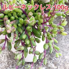 多肉植物 ルビーネックレス抜き苗3ポットセット❣️ - メルカリ