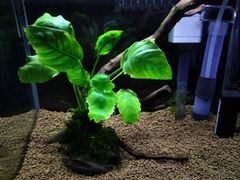 406．流木付き水草 アヌビアスナナ 南米ウィローモス