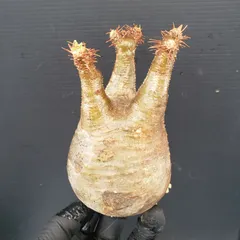 発根済み グラキリス 塊根 パキポディウム グラキ 抜苗 パキポディウム・グラキリス 抜き苗 〈31〉 | mana's farm