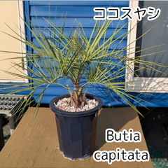 【鉢ごと発送】ココスヤシ　2025.4.16Cc2   Butia capitata　(ヤタイヤシ)