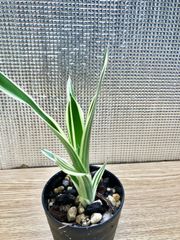 エクメア ガモセパラ ラッキーストライプス (斑入り) Aechmea gamosepala 'Lucky Stripes' キンクマ農園☆A0012