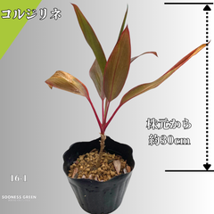 【沖縄育ち】約30cm コルジリネ 観葉植物 インテリアに最適！16-1