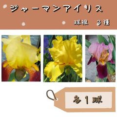 ジャーマンアイリス　３種　各一球