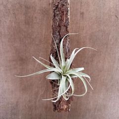 チランジア　キセログラフィカ　ウッドプレート　現品　Tillandsia xerographica 　エアープランツ  観葉植物 観葉 植物 珍奇植物 珍奇 ハンギング 吊るす 吊り下げ インテリア プレゼント