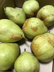 マルゲリットマリーラ　洋梨　秋田県産　約4kg