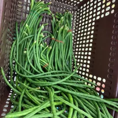 ささげ豆、令和6年産岡山県産。 3.5キログラム C級品3キログラム