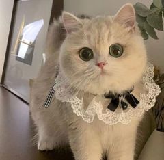 猫 レース ペット アクセサリー ペット用品 犬猫兼用 首輪