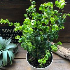 ポットごと　ベンジャミンバロック♡大苗♡観葉植物♡インテリア