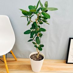 ［現品］☆人気☆ 13B フィカス　ベンガレンシス　曲がり　8号　観葉植物　室内　ゴムの木　おしゃれ　かわいい