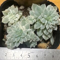 ベッラデインヴェルノ❣️札付き❗️多肉植物 抜き苗 - メルカリ