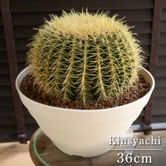 セール期間中　本物　キンシャチ　金鯱　12号 楽天市場】キンシャチ 金シャチ 金鯱 サボテン 12号鉢 1鉢 新築