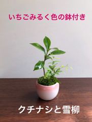 ミニ盆栽　クチナシと雪柳（いちごみるく色の鉢）