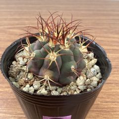 サボテン　ギムノカリキウム　天紫丸錦④