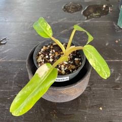 希少大株】 アロカシア リーガルシールズ alocasia regalshields