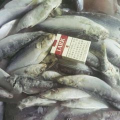 ワカサギ釣り ステンレス穂先 2本 全長約 255ミリ - メルカリ