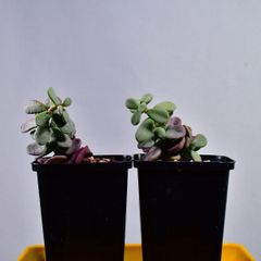 3Q1 実生 2株セット ケラリア・ピグマエア Ceraria pygmaea コーデックス 塊根植物 2.5号鉢 ケラリアピグマエア