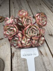 パナメーラ　エケベリア　トロピカルガーデン　多肉植物