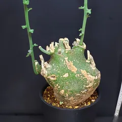 アデニア グロボーサ 現地球 Adenia globosa＊ アデニア・グロボーサ実生 現地球の様に