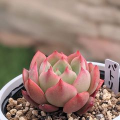 パトリシア　多肉植物　抜き苗　エケベリア