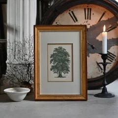 ヴィンテージフレーム「オオバボダイジュ」古い植物図鑑の1ページと額縁のセット (アンティーク雑貨 蚤の市 ウォールデコ オブジェ レトロ アートフレーム 額縁 絵 ポスター  インテリア雑貨  絵画 古道具 店舗什器 ボタニカルアート 暮らし リビング)