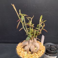 X150【新入荷！】モナデニウム　ルベラム（発根株・鉢植え）【塊根植物】