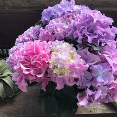 ポットごと 新品種♡クレイジーテンシア♡ピンク♡アジサイ♡