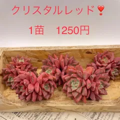2022年最新】多肉植物 韓国苗新品種の人気アイテム - メルカリ