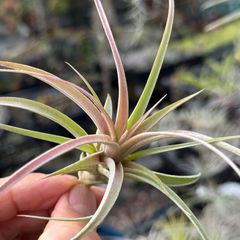 大＊ チランジア キセログラフィカ × ブラキカウロス Tillandsia xerographica x Tillandsia brachycaulos＊エアプランツ＠フラワーショップ江口