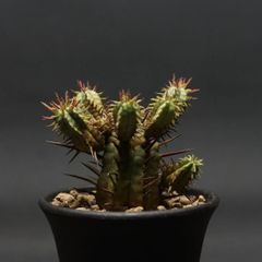 "Euphorbia ferox" ユーフォルビア フェロックス【勇猛閣】 管理2000