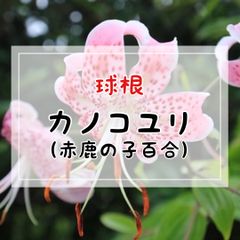 【球根】カノコユリ（赤鹿の子百合）／ 1球入
