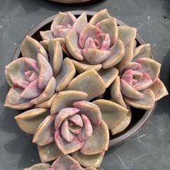 多*ん様 K1167　キャンデー　52株　多肉植物 抜き苗 エケベリア 韓国苗 6035_1.jpg