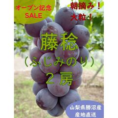 予約販売　藤稔（ふじみのり）2房 【山梨県勝沼産】※2024年8月中旬発送予定