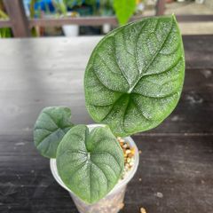 【希少な美株】　アロカシア　メロ　 Alocasia Melo
