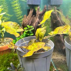 ニムファ　ミクランサ　水草　球根なし