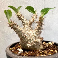 【メルカリ便】実生 ウィンゾリー パキポディウム パキポディウム ウィンゾリー 実生 - メルカリ