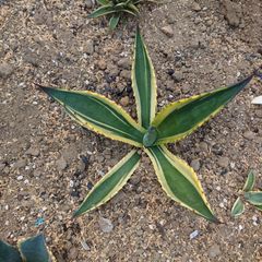 アガベ　サルミアナ　トニーズタイガー　直径約28㎝　AGAVE