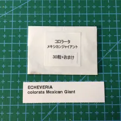 メルカリ便　メキシカンジャイアント錦　ポットごと メルカリ便 メキシカンジャイアント錦 ポットごと メルカリ便