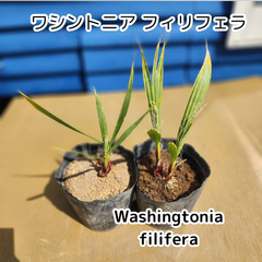 【鉢ごと発送】　ワシントン2鉢(４苗入り)　ワシントニアフィリフェラ　Washingtonia filifera　2025.3.14-Wf3(2鉢4苗)