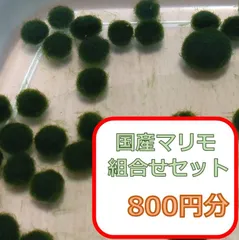 2024年最新】ミジンコ タマの人気アイテム - メルカリ