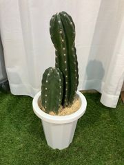 定価18,800円→9,999円】柱サボテン 8号 80cm 一点物 観葉植物 - メルカリ