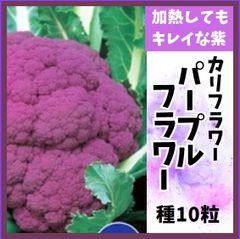 【野菜の種】紫カリフラワー「パープルフラワー」種１０粒～アントシアニンたっぷり！