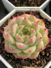 新入荷　多肉植物　エケベリア　黛玉　4-5cm   抜き苗　1株