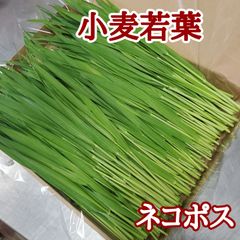 生牧草 小麦若葉(ウィートグラス) ネコポス