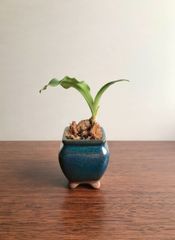 ミニ盆栽　万年青　オモト（鉢付き）
