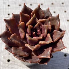 ブラックマディバ　多肉植物　エケベリア　韓国苗