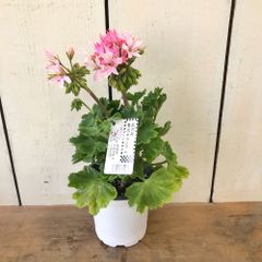 贅沢ゼラニューム星咲きクアンタムシリーズピンク4号鉢