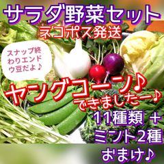 ♥ヤングコーン入り♪♥11種類サラダ野菜ミックスセット野菜詰め合わせ無農薬